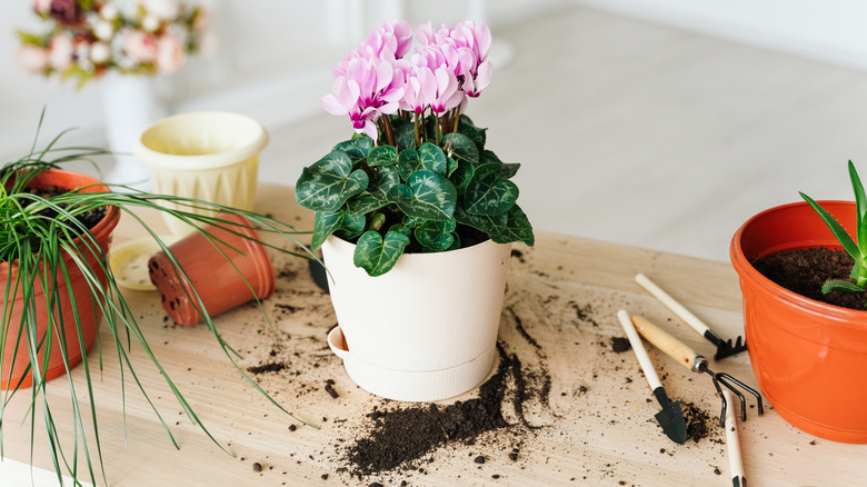 Repotted pink cyclamen