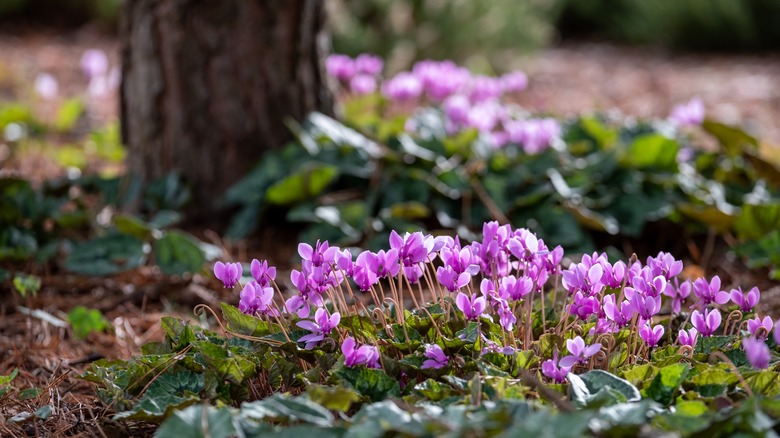 Purple cyclamen under tree