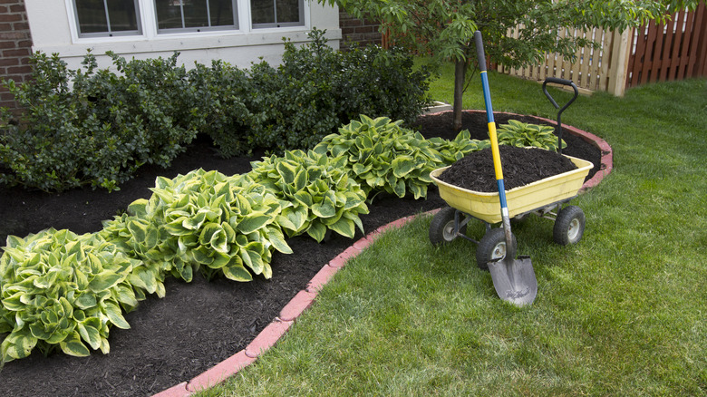 Mulching hosta beds