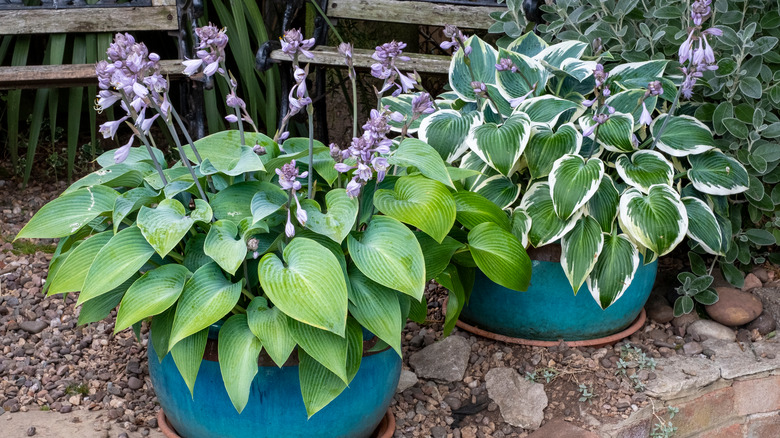 potted hosta in shade