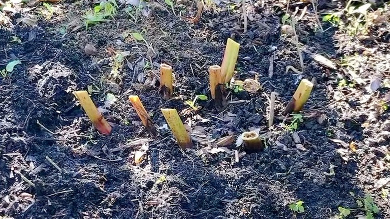 Peonies cut back in fall