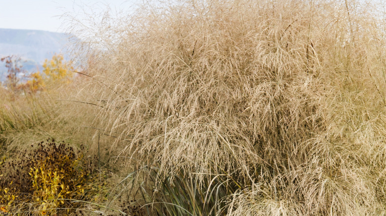 switchgrass thicket in the fall