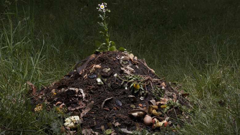 flower growing from compost