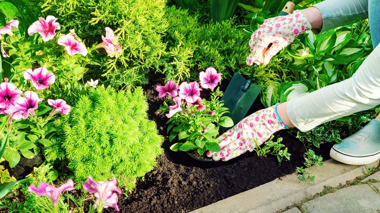 planting new batch of flowers