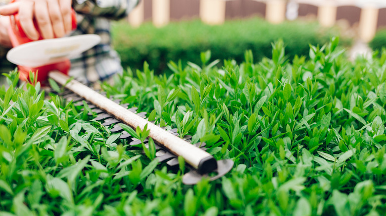 Person trimming shrubs