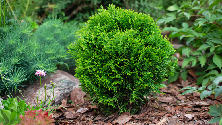 Newly planted shrub