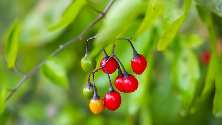 Bittersweet nightshade plant and berries