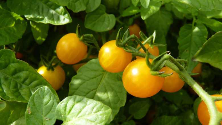 Yellow currant tomatoes