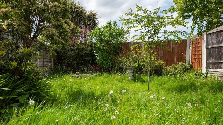 A home garden with weeds.