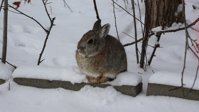 A wild rabbit sits in the snow in a yard