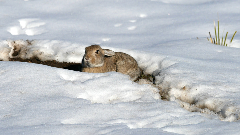 A rabbit hides in a snow bank