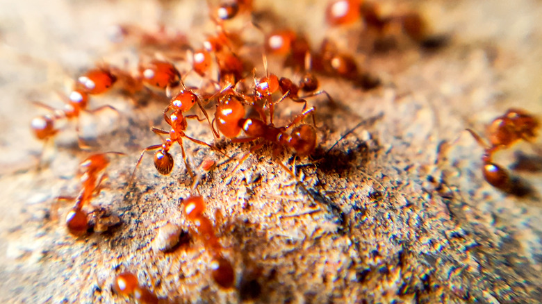 Swarm of fire ants on mound