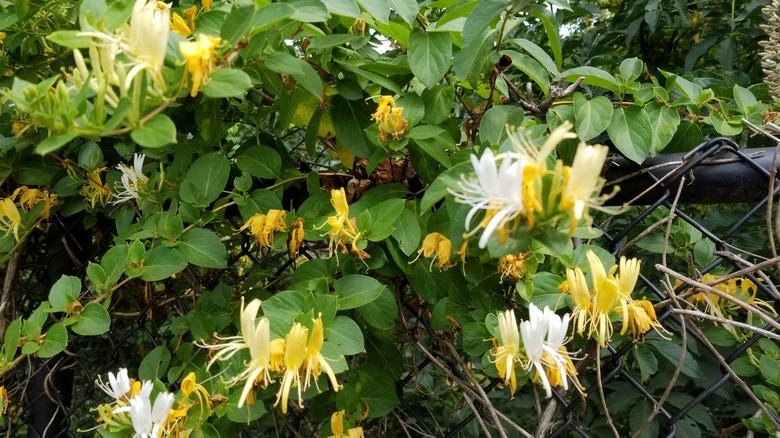 Japanese honeysuckle