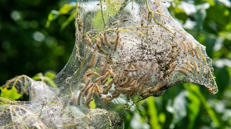 Cluster of webworms on branch