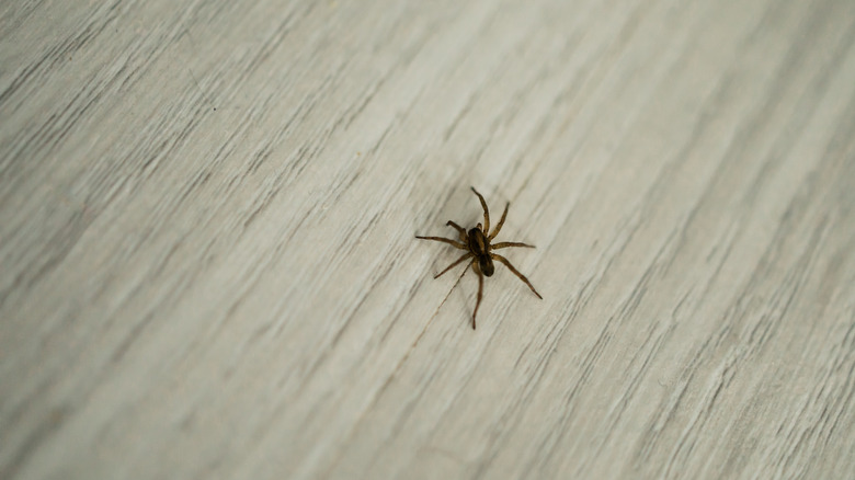 small spider in house