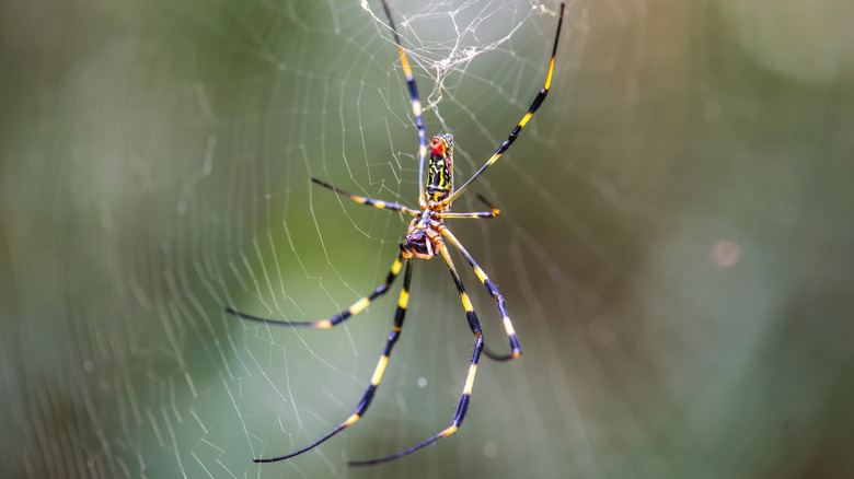 colorful spider in web