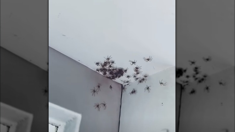 spider infestation in home