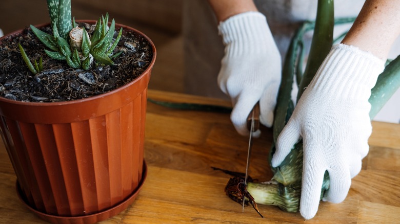 Cutting rotted root from aloe