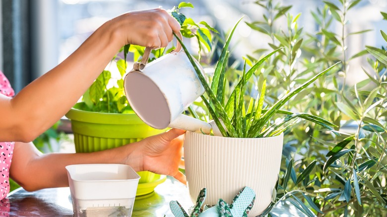 Woman watering aloe vera plant