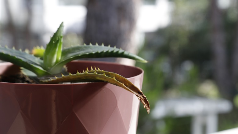 Unhealthy browning aloe plant