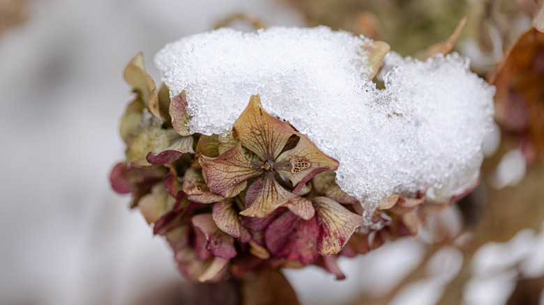 Hydrangea in winter