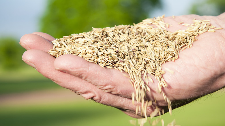 holding grass seeds in hand 