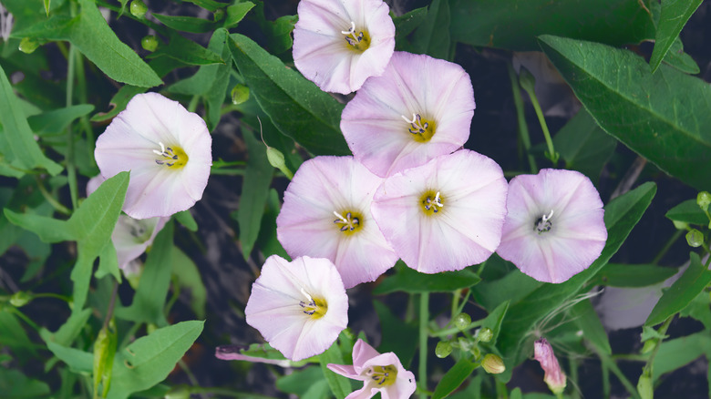 pink field bindweed