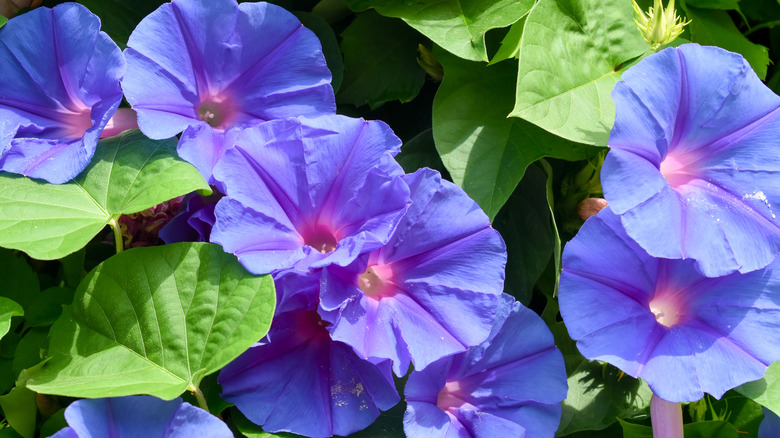 periwinkle morning glories