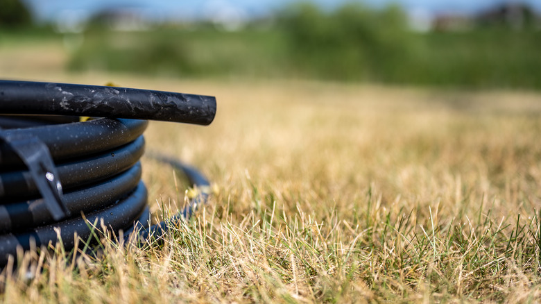 Dormant lawn in the summer