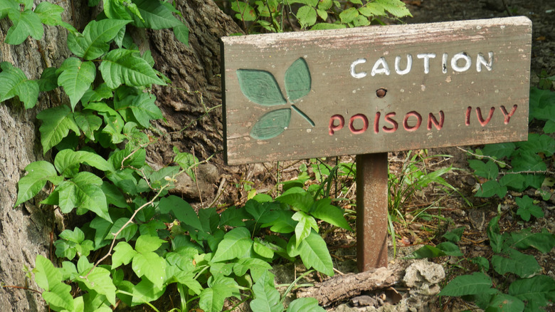 patch of poison ivy in a forest next to a sign