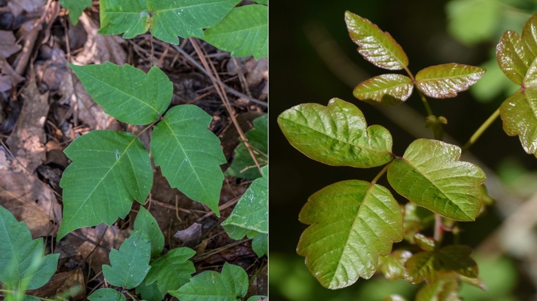 comparing poison ivy and poison oak