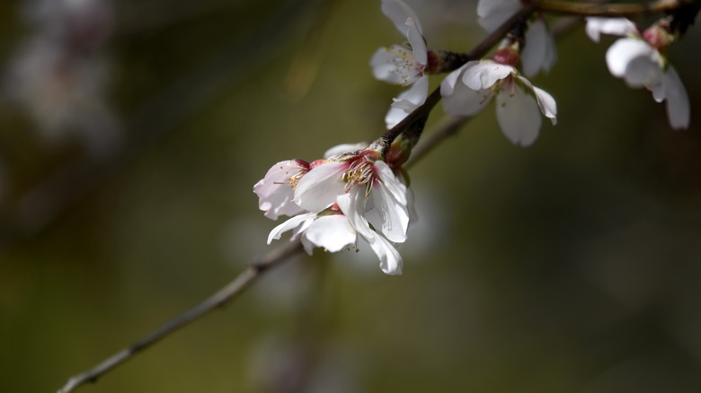 Prunus dulcis var. amara flowers