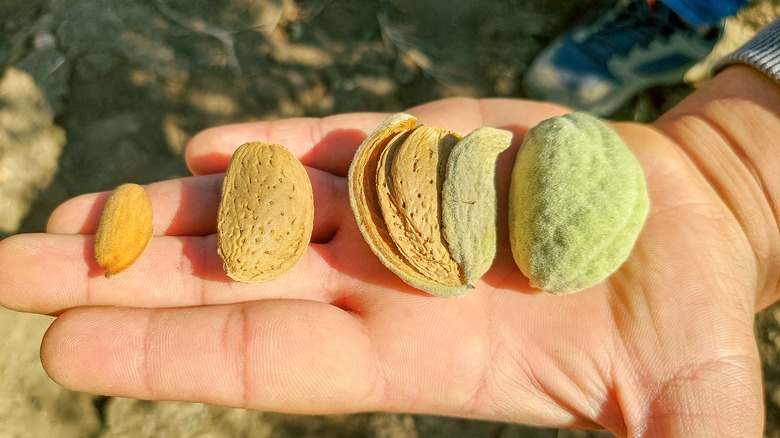 sweet almond tree fruit