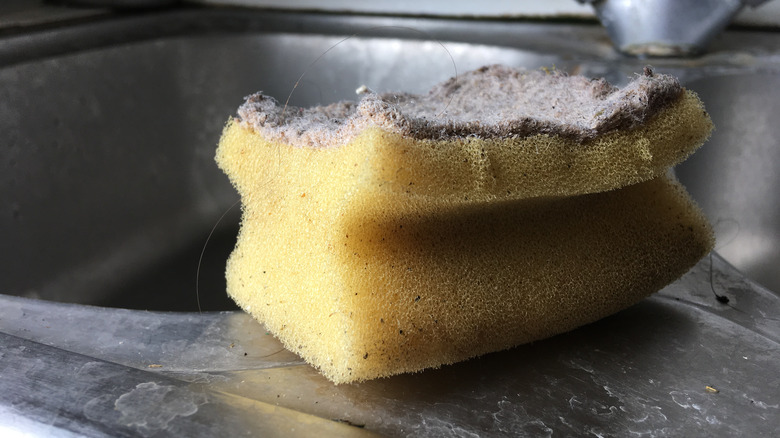 dirty sponge in kitchen sink