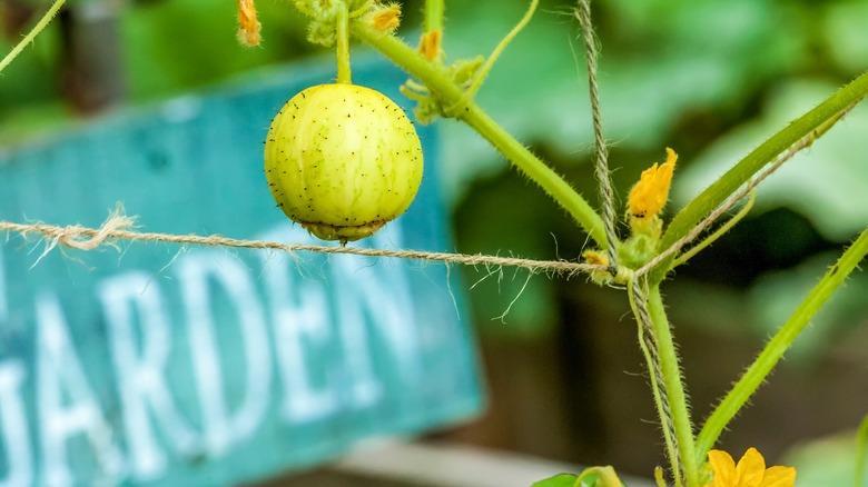 Lemon cucumber growing on the vine