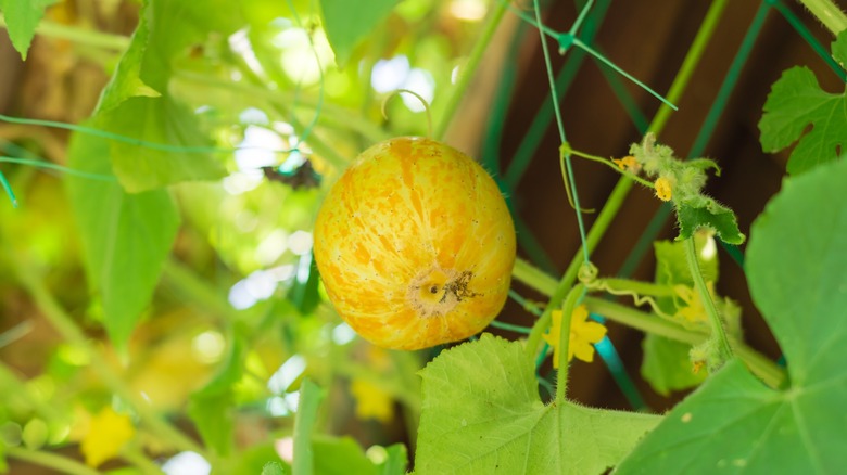 Lemon cucumber growing on the vine