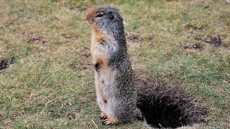 gopher standing next to burrow