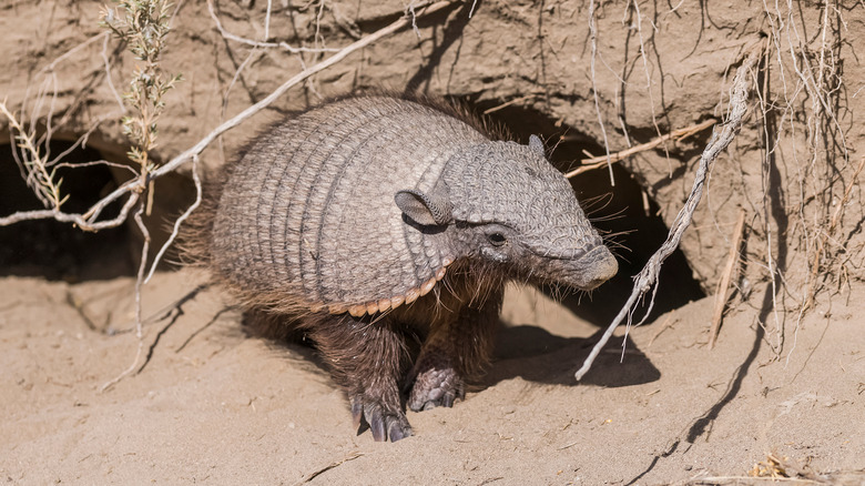 armadillo exiting burrow