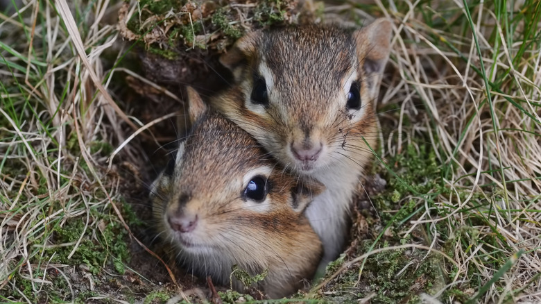 chipmunks in burrow