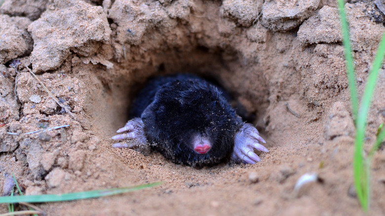 mole coming out of burrow