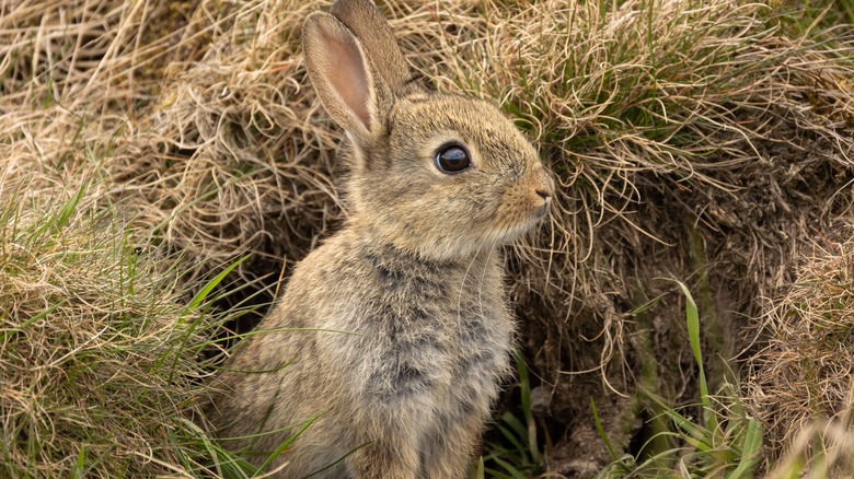 rabbit looking out of burrow