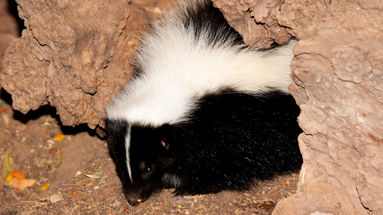 skunk exiting hole