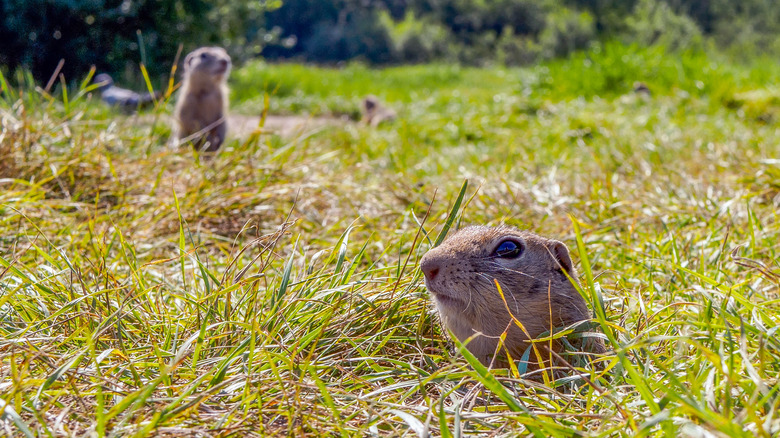 ground squirrel poking head out of burrow