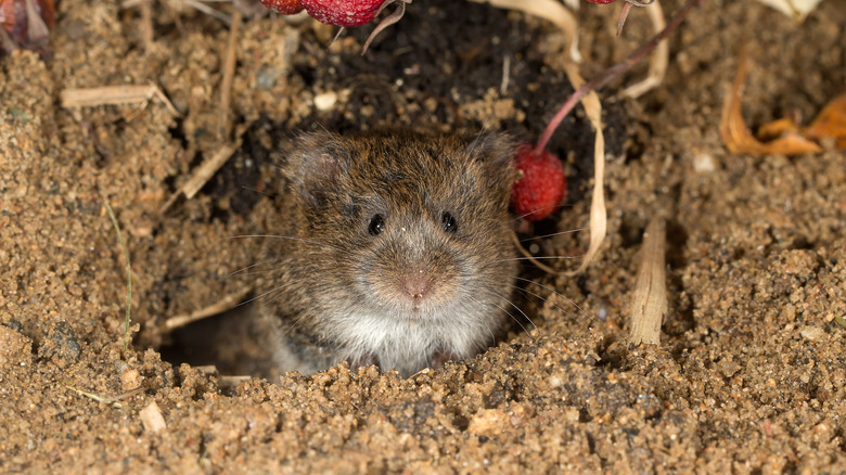 vole in burrow