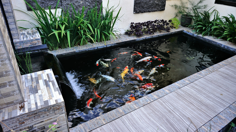 Koi pond in backyard