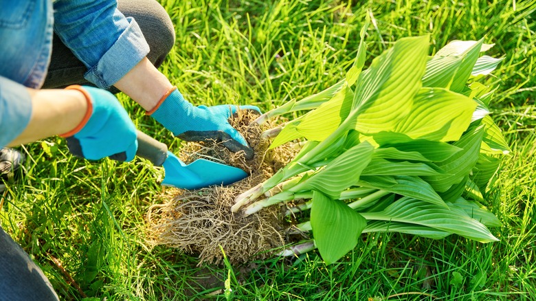 digging up hostas