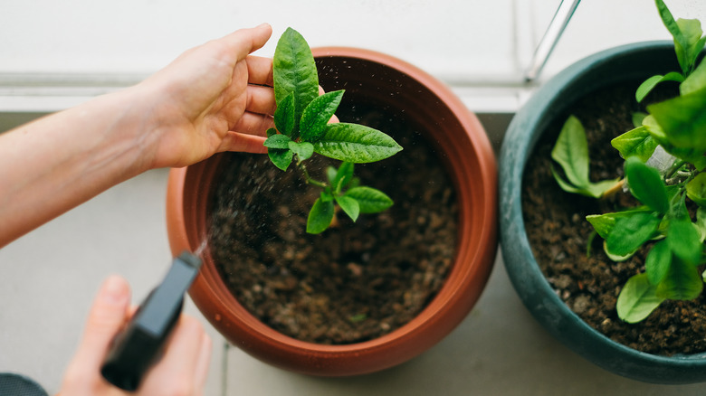 Planting young plant in pot