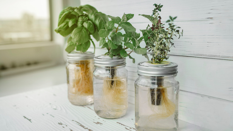 DIY hydroponic herb plants 