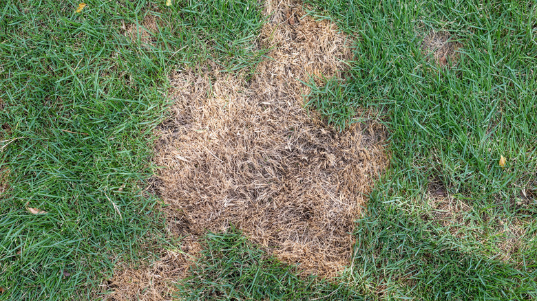 Bare spots on a lawn