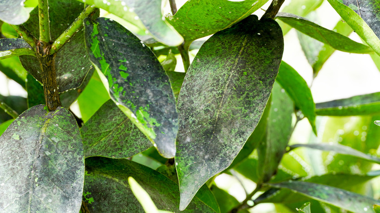 Close-up of sooty mold on plant leaves